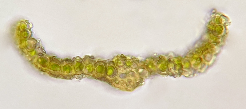 Weissia phascopsis